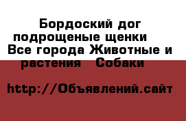 Бордоский дог подрощеные щенки.  - Все города Животные и растения » Собаки   